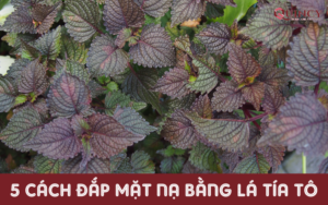 5 Cách Đắp Mặt Nạ Bằng Lá Tía Tô