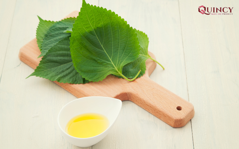 5 cách đắp mặt nạ bằng lá tía tô trị nám hiệu quả 10 Lá tía tô có tác dụng gì trong việc làm đẹp?