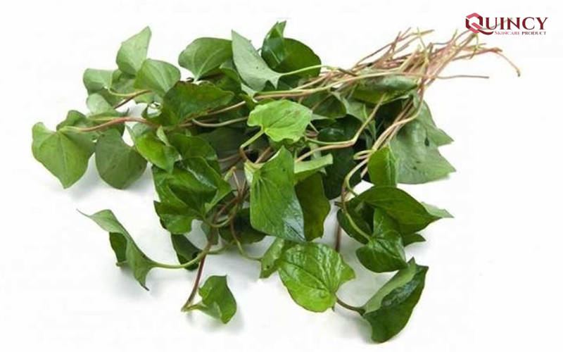 Dược tính của rau diếp cá 