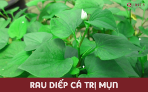 rau diếp cá trị mụn