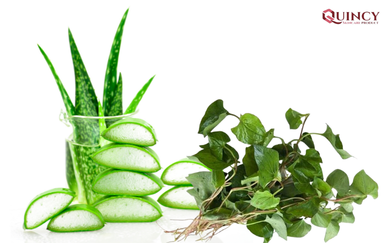 Nha đam kết hợp với rau diếp cá trị mụn