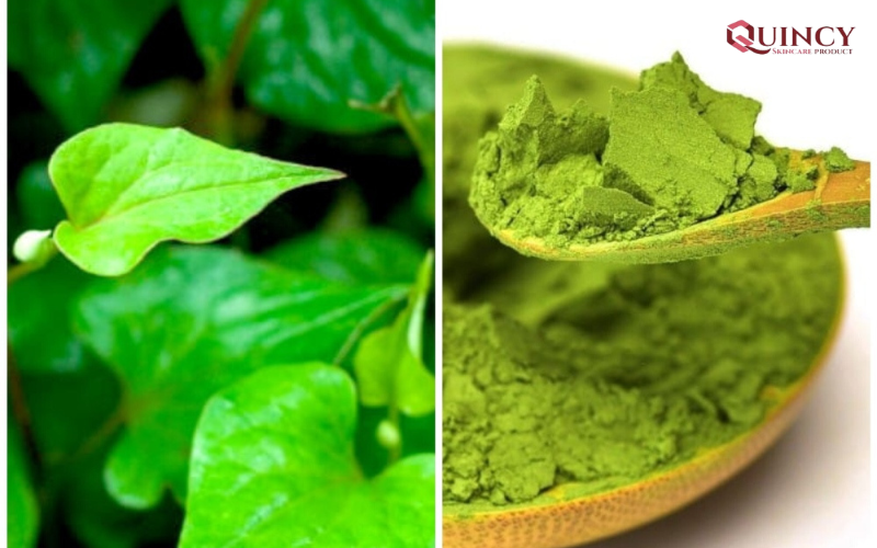 Nguyên tắc cần nhớ khi dùng rau diếp cá trị mụn tại nhà 