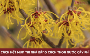 Cách hết mụn tại nhà bằng cách thoa nước cây phỉ