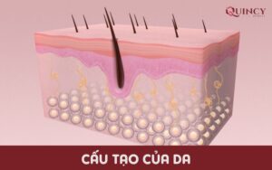 Cấu tạo của da