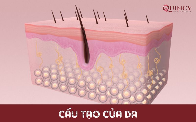 Cấu tạo của da