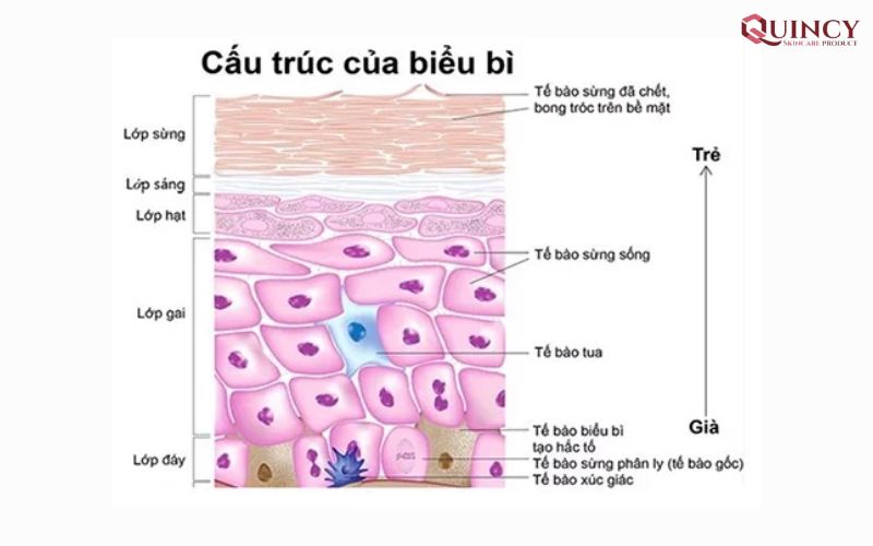 Biểu bì và chức năng của lớp biểu bì