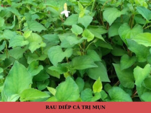 rau diếp cá trị mụn