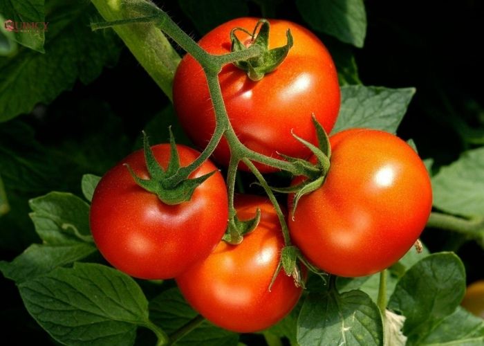 20 Cách làm hết mụn đơn giản, và an toàn, dễ thực hiện 31 cách làm hết mụn