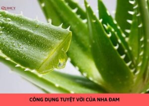 công dụng tuyệt vời của nha đam
