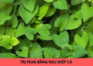 trị mụn bằng rau diếp cá